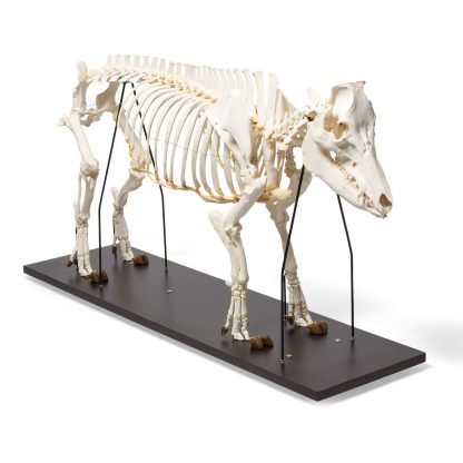 Szkielet Krowy bez rogów