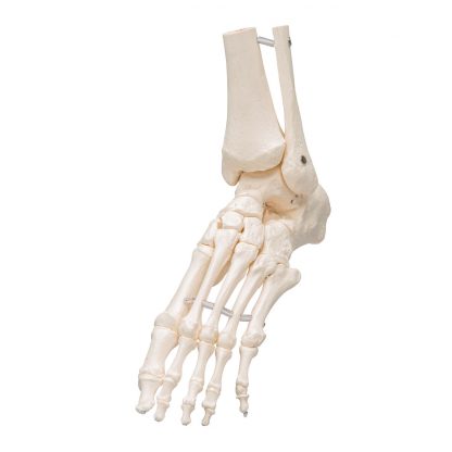 Szkielet stopy z kostką