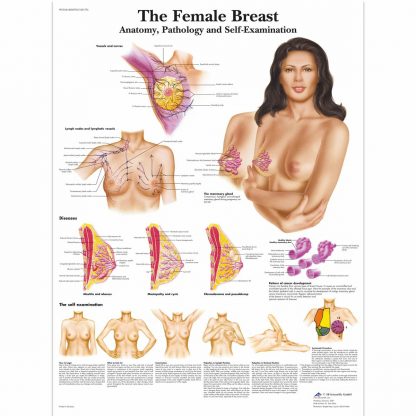 Anatomia piersi kobiet z patologiami i samobadaniem