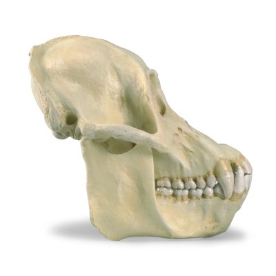 Model czaszki orangutana
