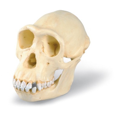 Model czaszki szympansa