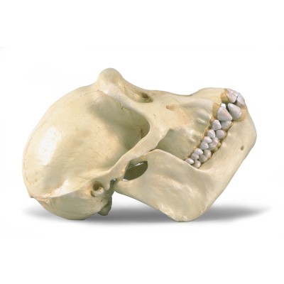 Model czaszki szympansa_