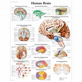 Mózg człowieka