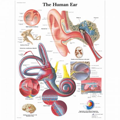 Ucho człowieka