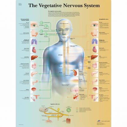 Układ nerwowy anatomia i farmakologia