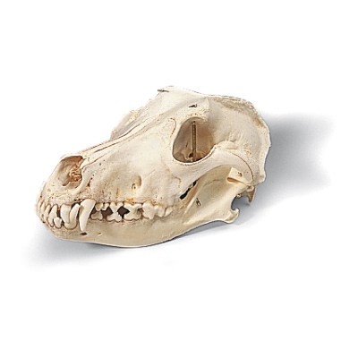 Model czaszki psa