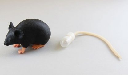 Model myszy