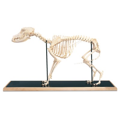 Model szkieletu psa