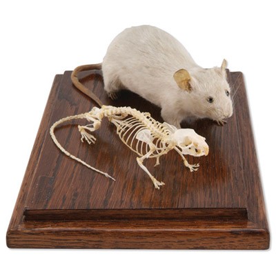 Szkielet myszy i wypchana mysz