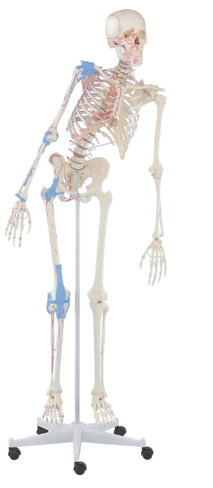 Szkielet człowieka MAX