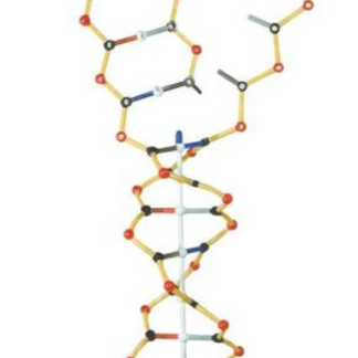 DNA - RNA