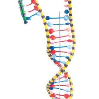 Podwójna spirala DNA