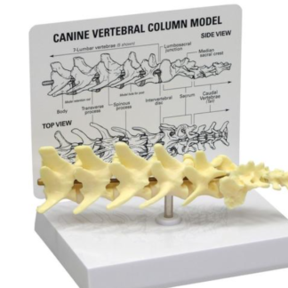 Model kręgosłupa psa