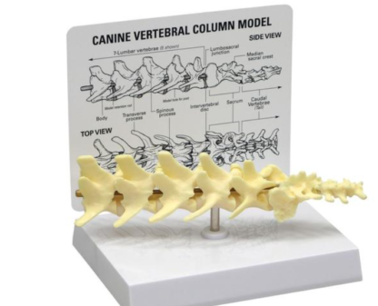 Model kręgosłupa psa