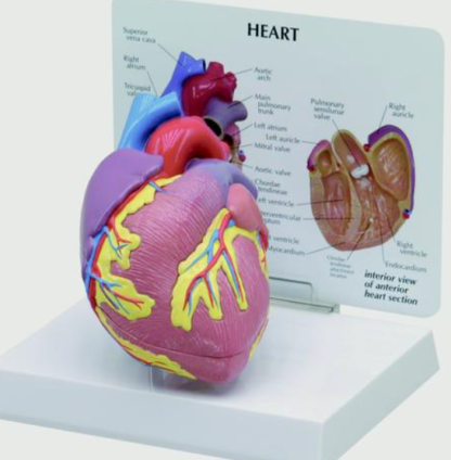 Model serca człowieka