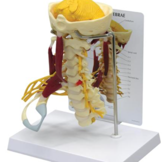 Model odcinka szyjnego kręgosłupa z mięśniami