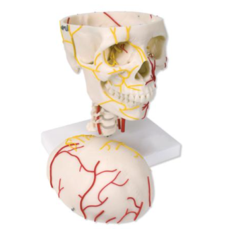 Model naczyniowy czaszki